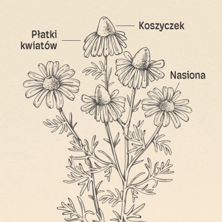 Rumianek BIO koszyczek kapsułki 275mg Rumianek BIO koszyczek kapsułki 275mg - zdjęcie produktu
